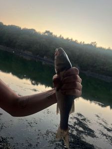European Bass (Seabass)