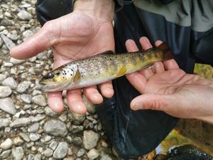 Brown Trout