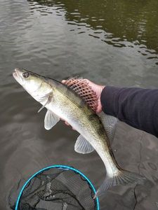 Zander