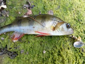 European Perch