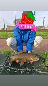 Tench