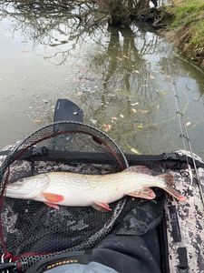 Northern Pike