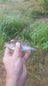 European Perch