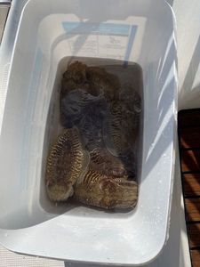 Common Cuttlefish