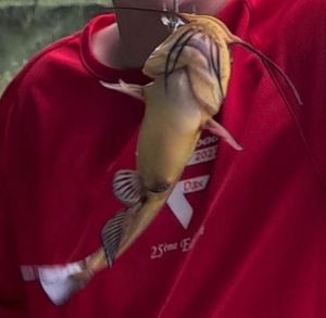 Black Bullhead