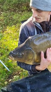 Mirror Carp
