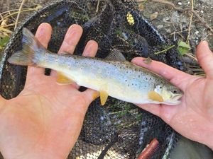 Brown Trout