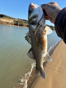 European Bass (Seabass)