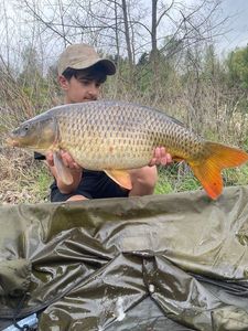Common Carp