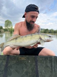 Zander