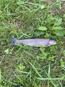 Brown Trout