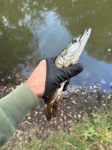 Angler's catch photo