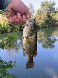 Largemouth Bass