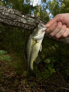 Smallmouth Bass