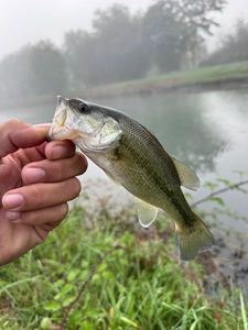 Smallmouth Bass