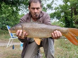 Common Carp