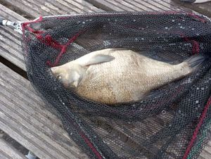 Common Bream