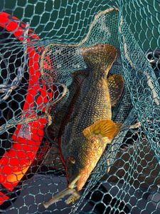 Ballan Wrasse