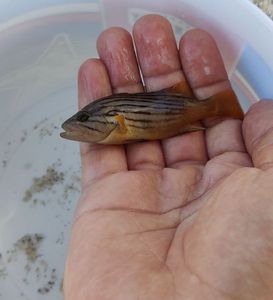 Goldblotch Grouper