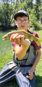 Brown Trout