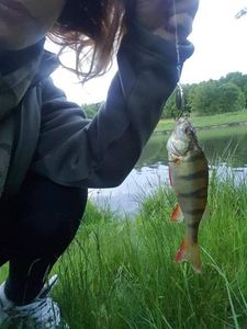 European Perch