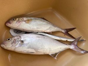 Greater Amberjack