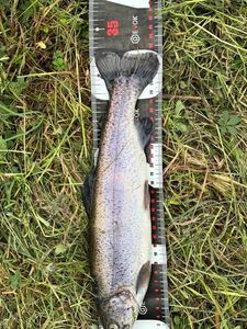 Rainbow Trout