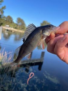 European Perch