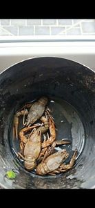 Spinycheek Crayfish