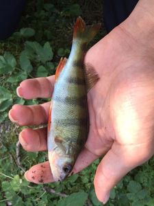 European Perch