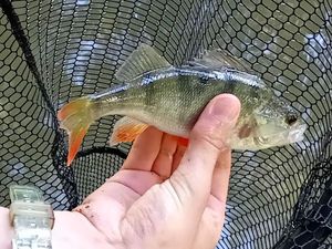 European Perch