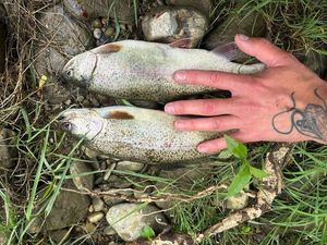 Rainbow Trout