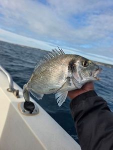 Gilthead Seabream