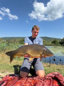 Common Carp