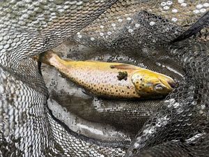 Brown Trout