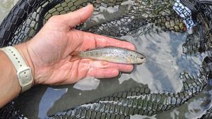 Brown Trout