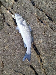 European Bass (Seabass)