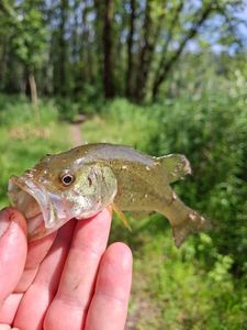 Largemouth Bass