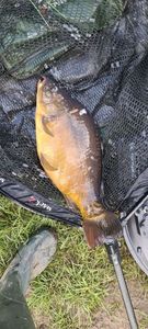 Leather Carp