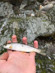 Brown Trout