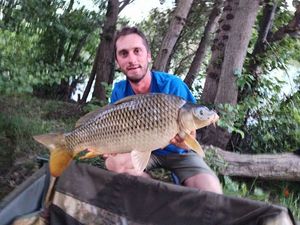 Common Carp