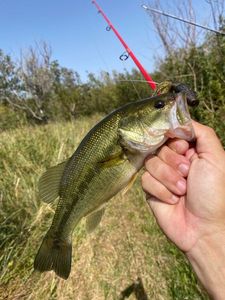 Largemouth Bass