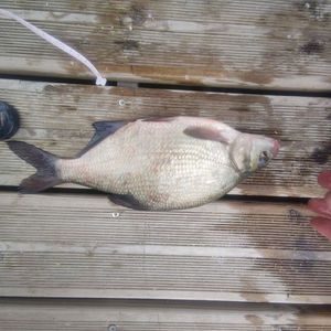 Common Bream