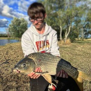 Common Carp