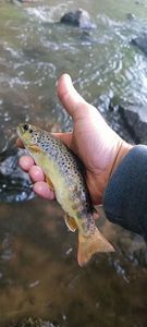 Brown Trout