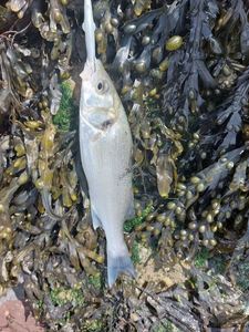 European Bass (Seabass)