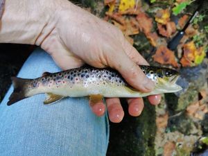 Brown Trout