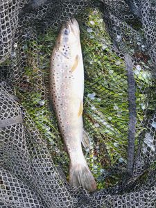Brown Trout