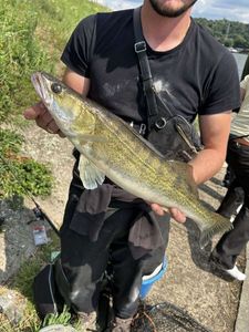 Zander