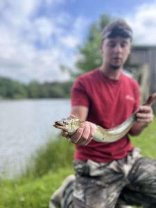 European Eel (Common Eel)